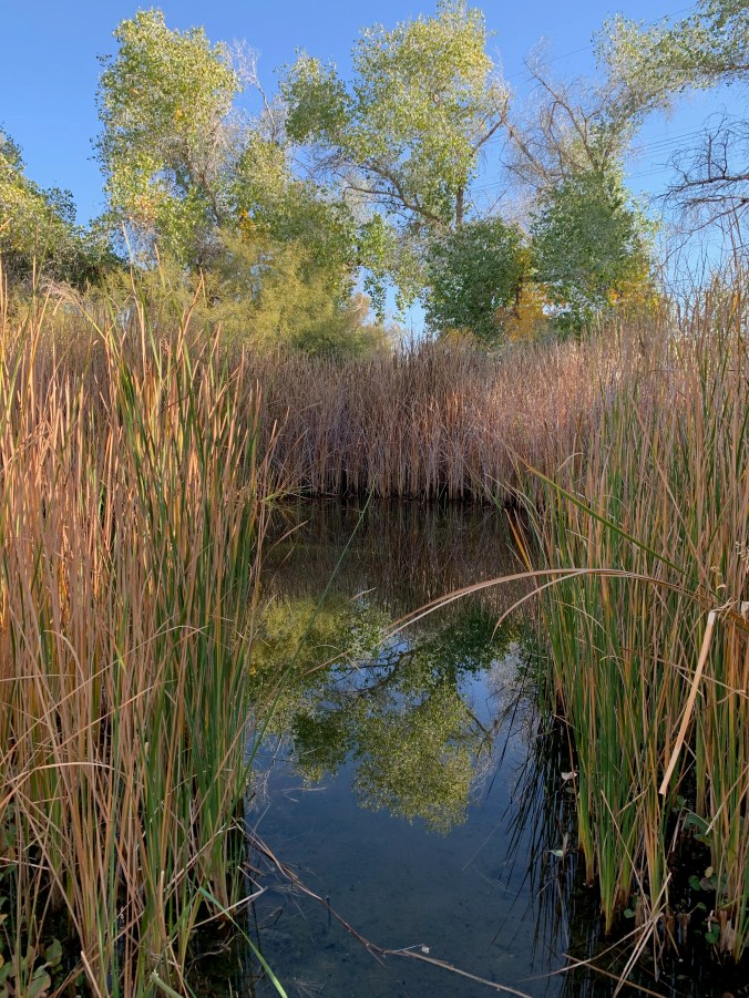 Desert Botanical Garden
