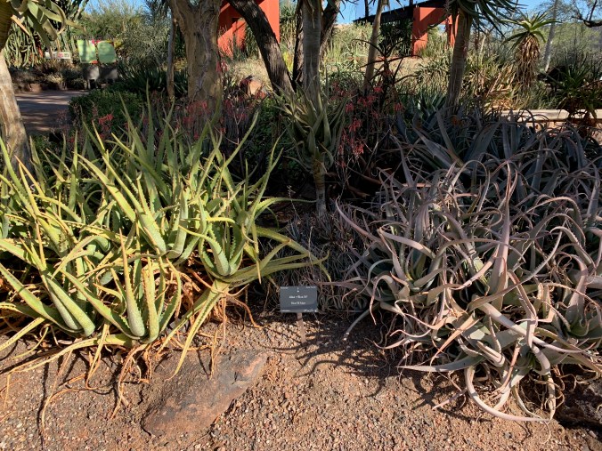 Desert Botanical Garden