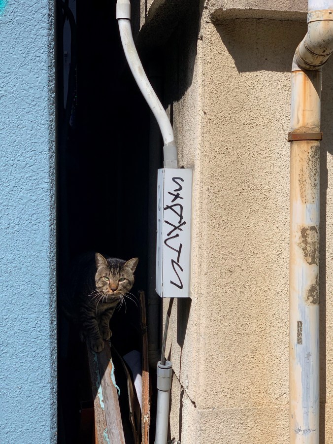 Osaka Cat