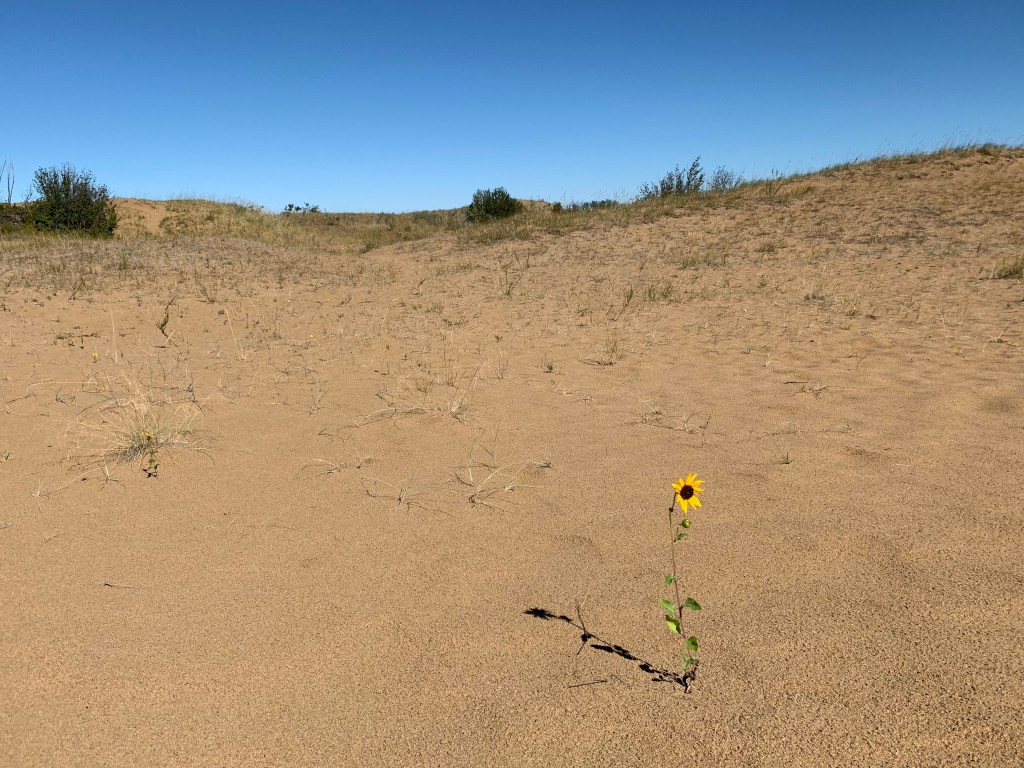 Sand dunes at Douglas Provincial Park