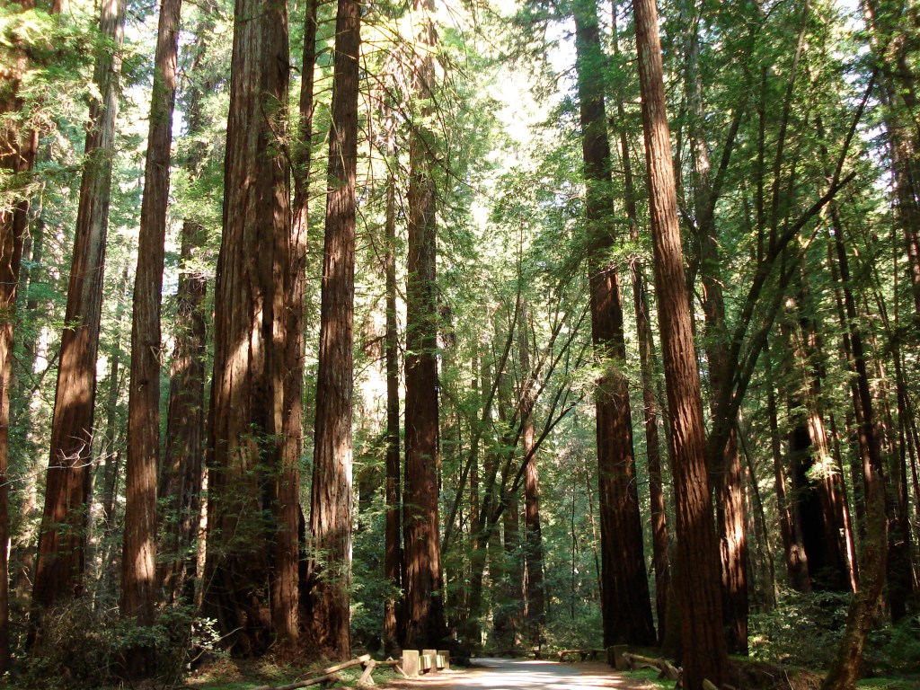 Armstrong Redwoods State Natural Reserve