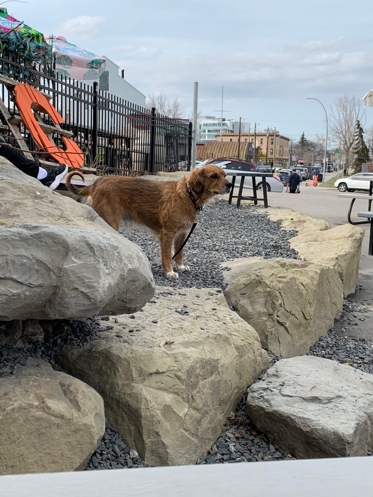 Dog at Ol' Beautiful Brewing in Calgary