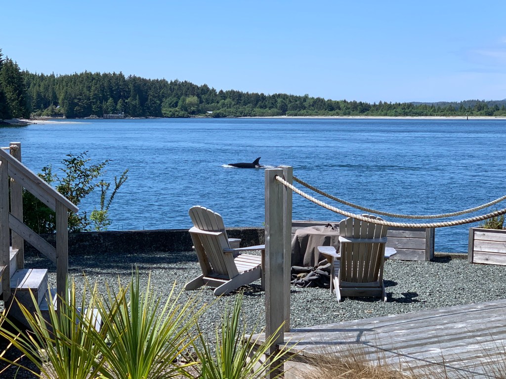 An orca off the coast of Tofino