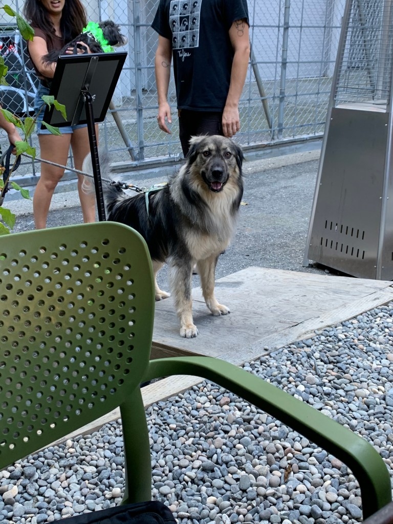 A dog waiting to enter Chupito in Vancouver