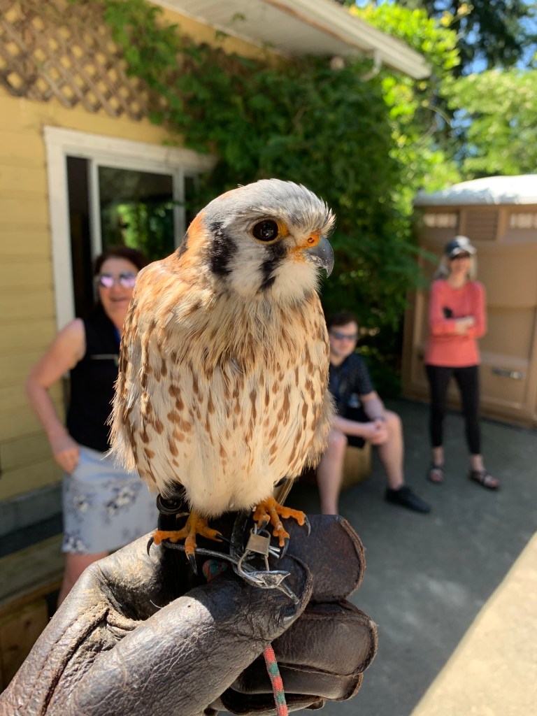 The Raptors, Duncan BC