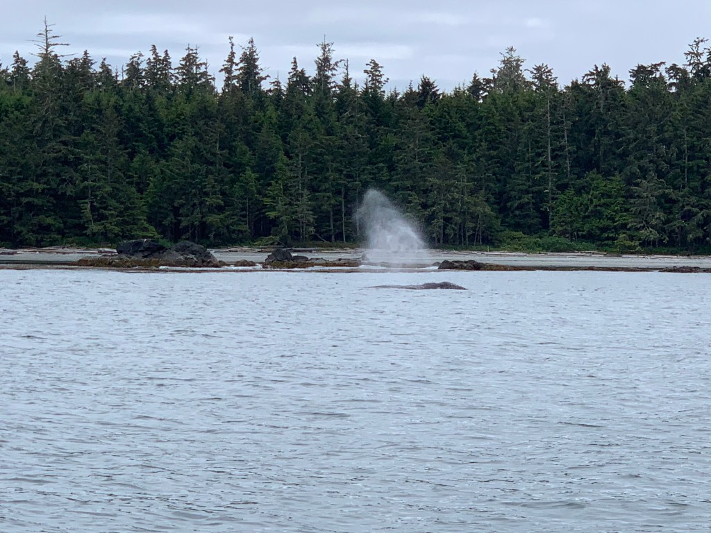 Whale watching around Tofino, BC