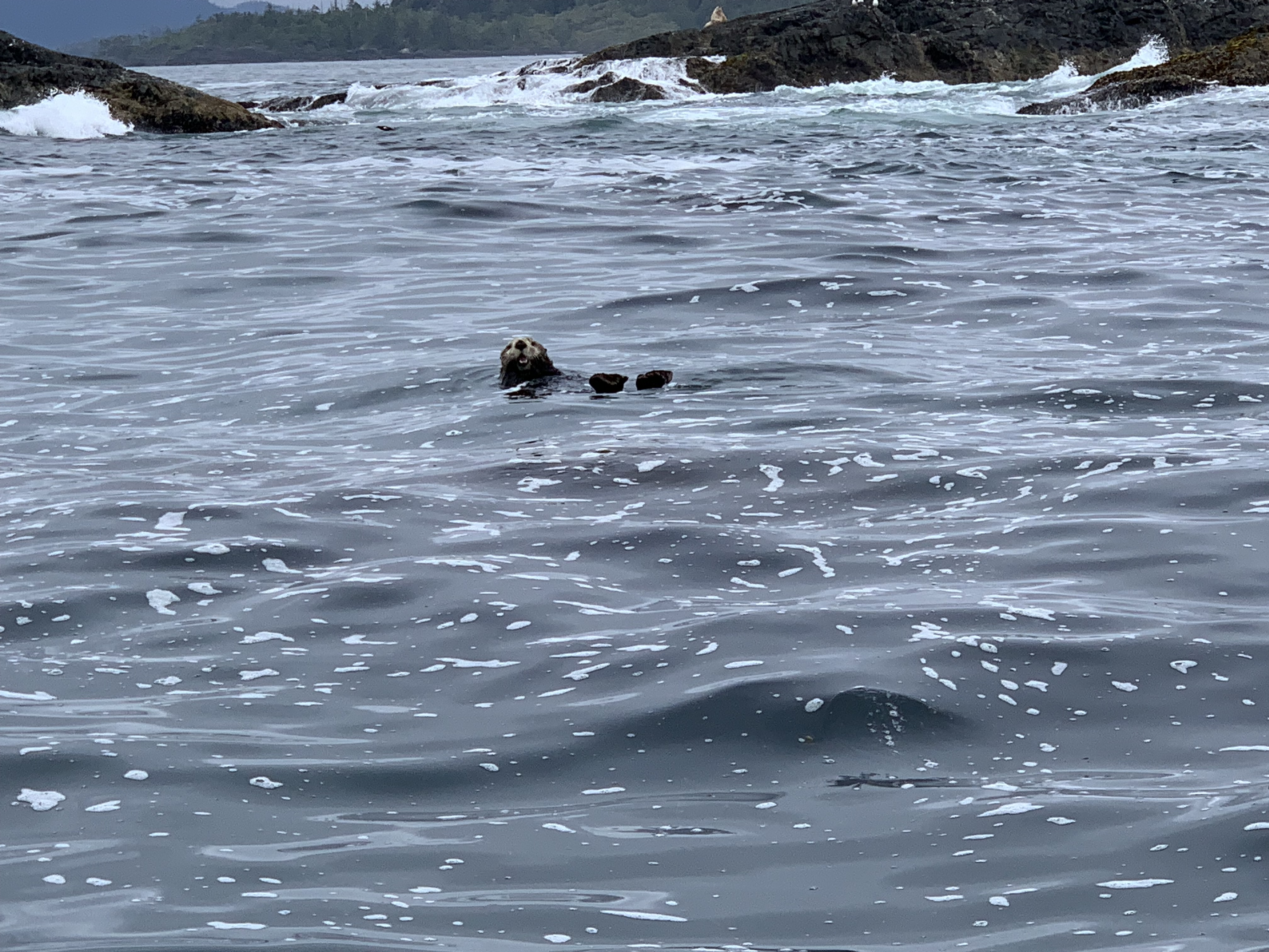 Whale watching around Tofino, BC