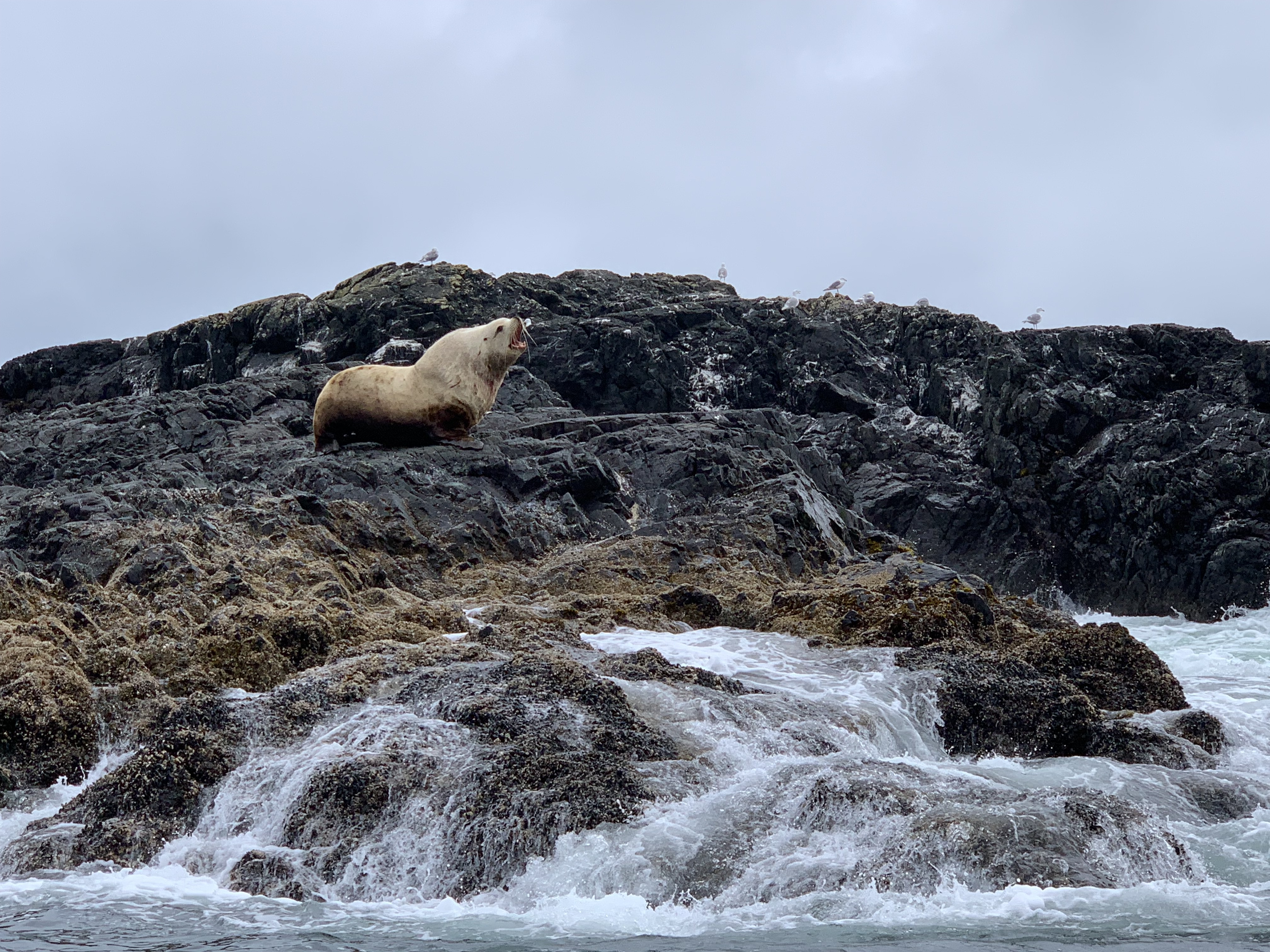 Whale watching around Tofino, BC