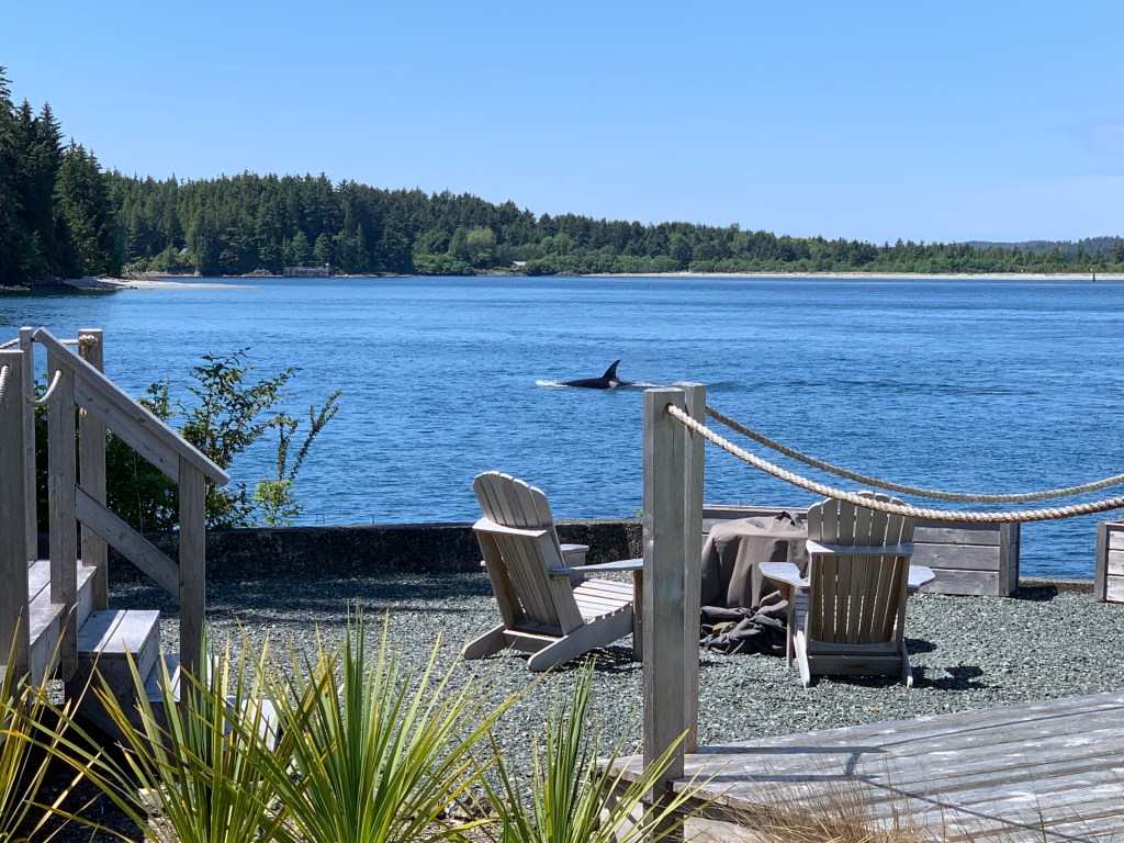 Whale watching in Tofino, BC