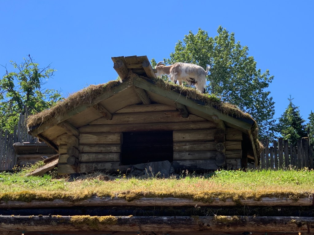 Goat on a roof, Coombs, BC