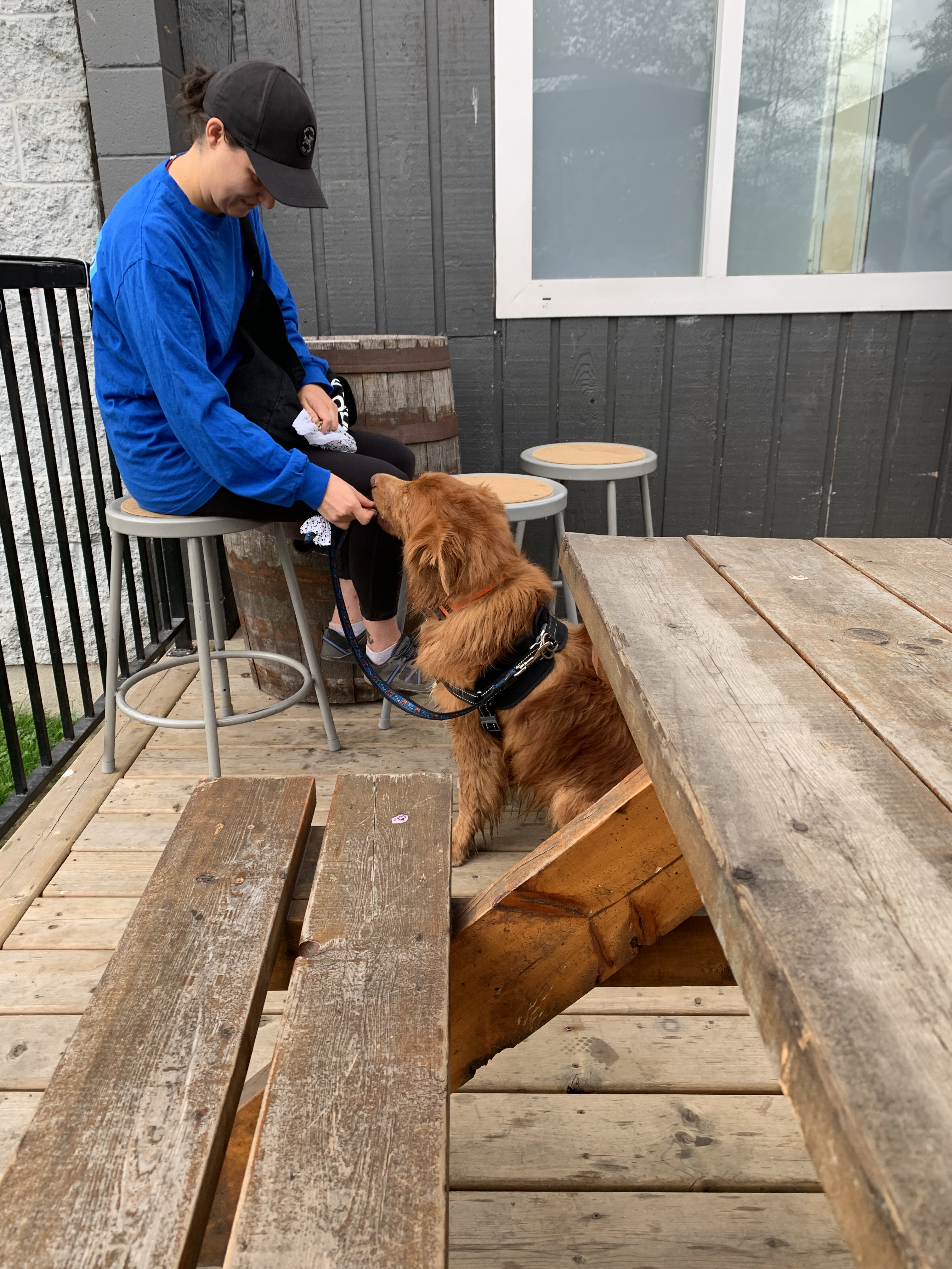 Dogs at craft breweries around Vancouver