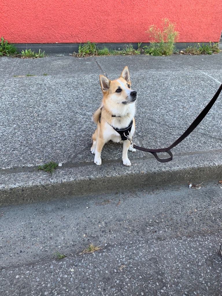 Craft brewery dog in Vancouver