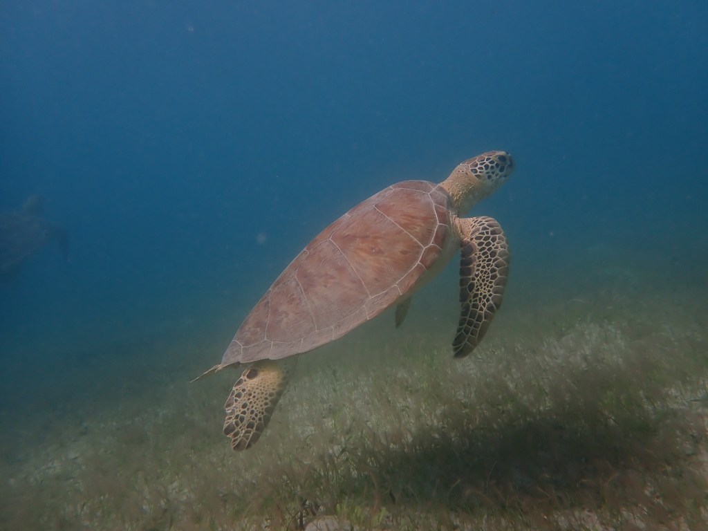 Scuba exploring in Freeman's Bay, Antigua