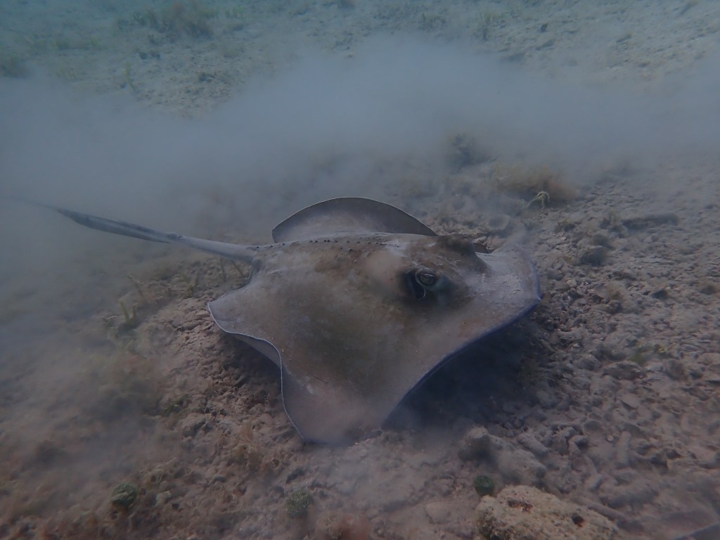 Scuba exploring in Freeman's Bay, Antigua