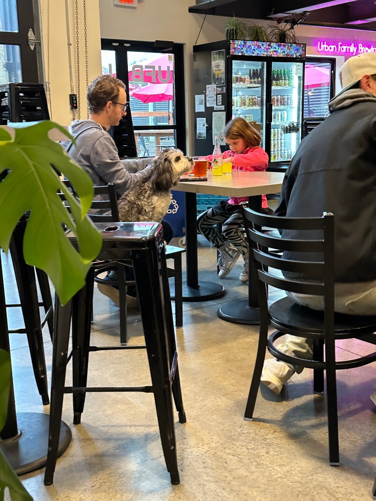 Dogs in craft beer bars in Seattle