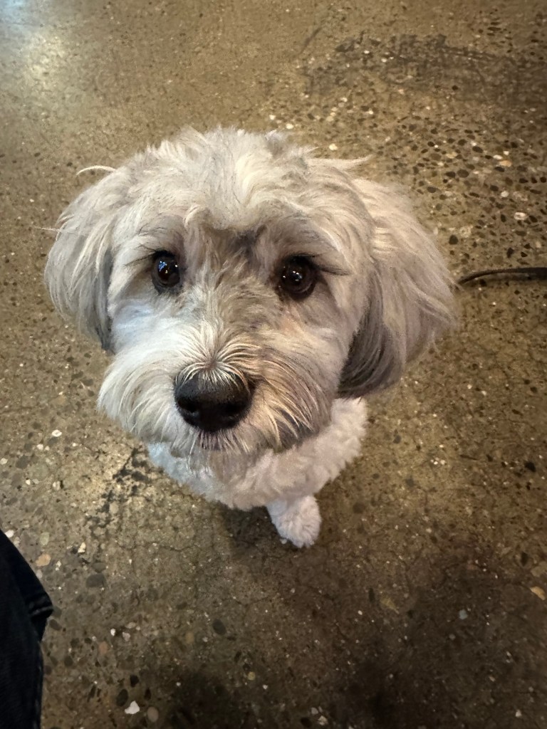 Dogs in craft beer bars in Seattle