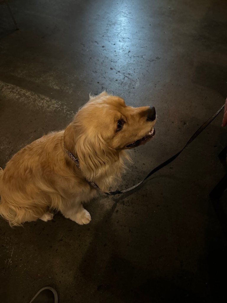 Dogs in craft beer bars in Seattle