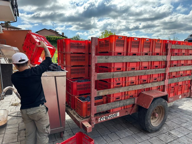 First harvest day at Stroppiana winery in La Morra, Italy