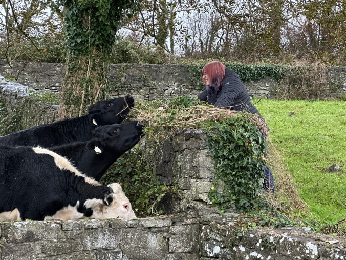 Saying hello to the cows at Drumhome Old Church Graveyard