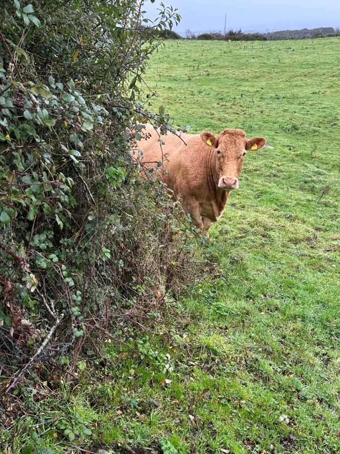 A curious cow at Carrowmore Megalithic Cemetery