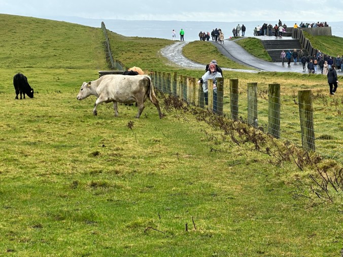 Talking with the animals at the Cliffs of Moher