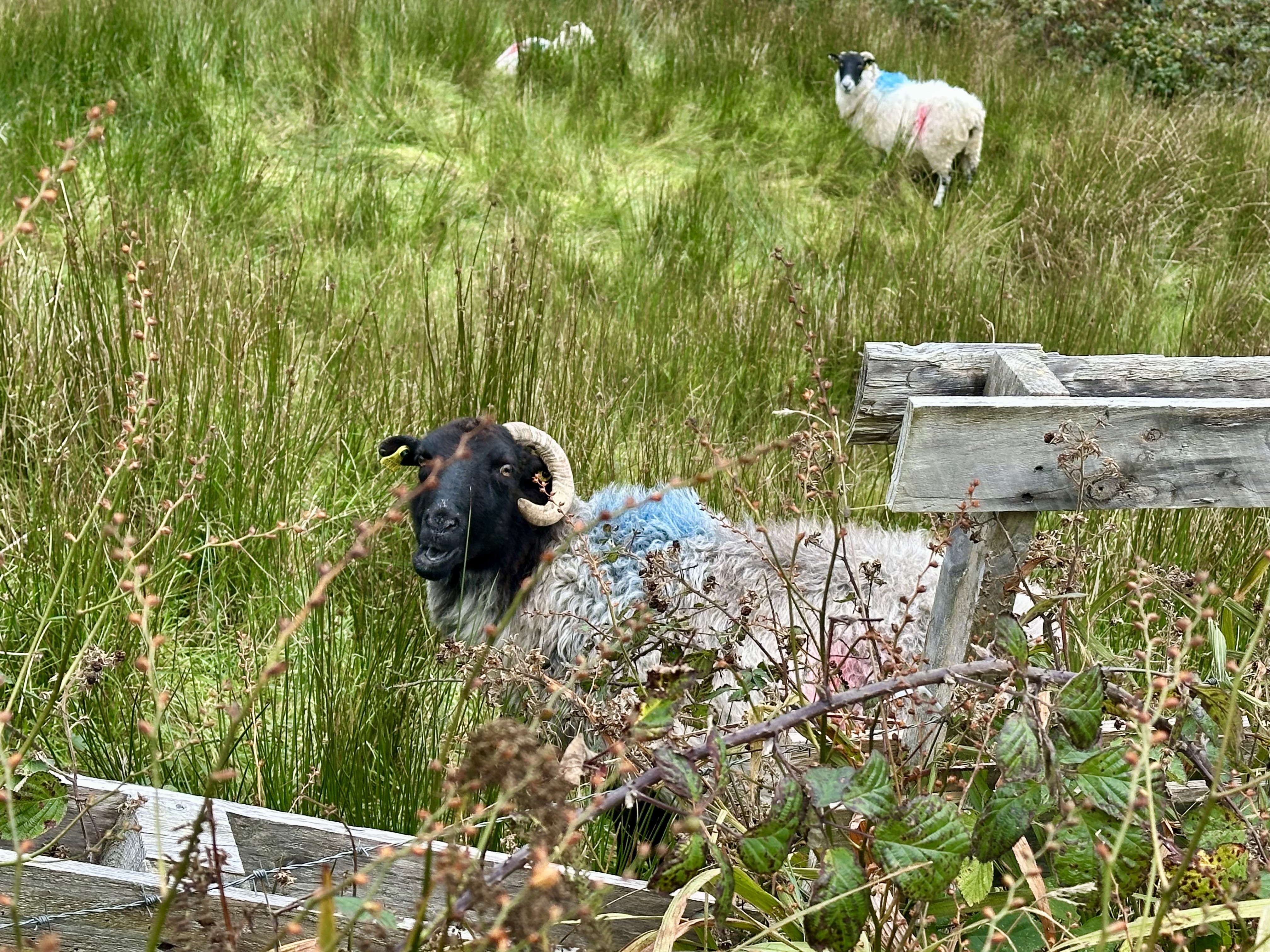 Saying hi to the sheep in Derrylahan, Ireland